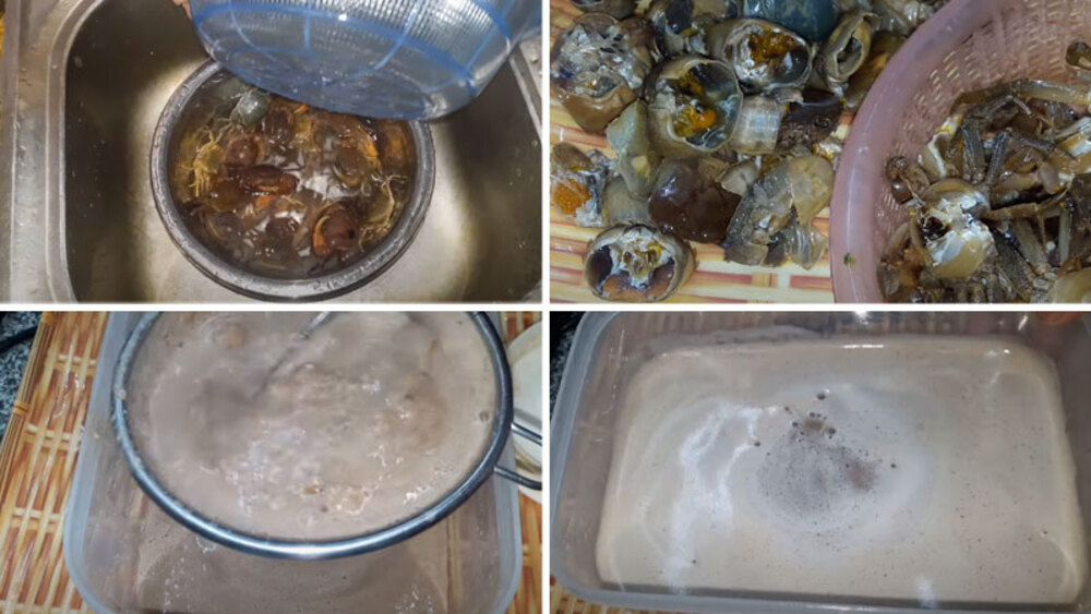 Cua đồng sau khi rửa sạch cần tách mai, lấy gạch cua rồi xay nhuyễn lấy nước 